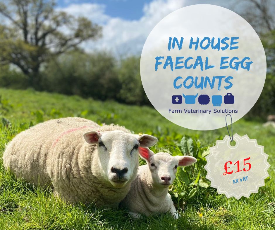 Faecal Egg Count Farm Vet Solutions